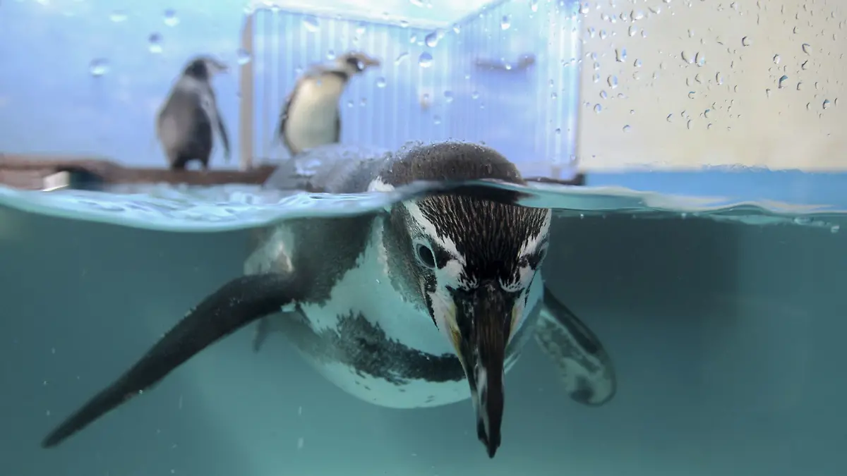 Acuario Veracruz 